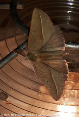 Compsoptera opacaria