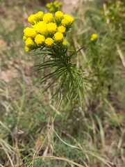 Galatella linosyris