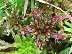 Sphagnum bartlettianum