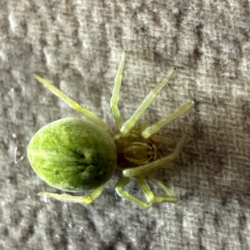 Green Meshweaver