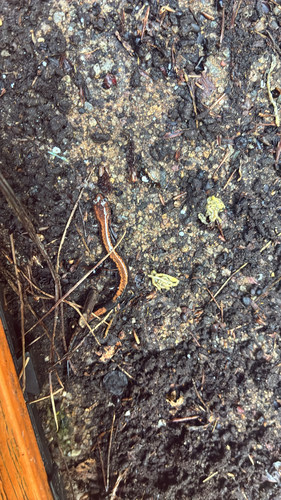 Eastern Red-backed Salamander