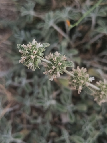 White Horehound
