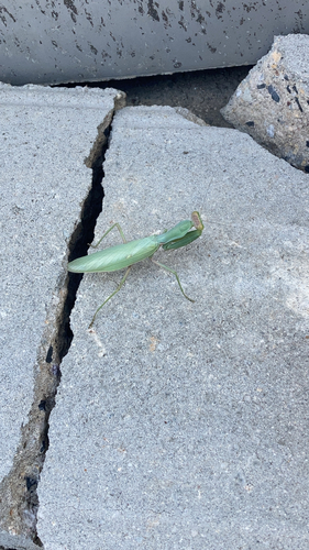 Transcaucasian Giant Mantis