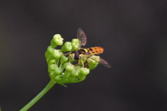 Sphaerophoria pyrrhina