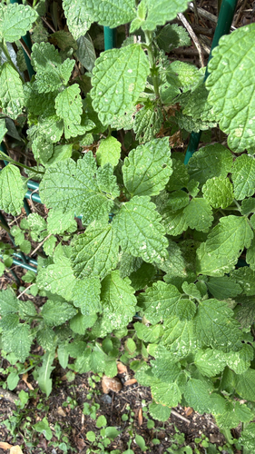 Black horehound