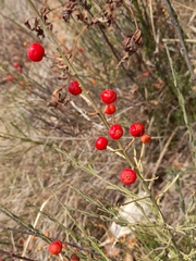 Osyris alba