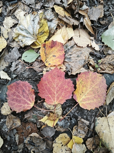 European aspen