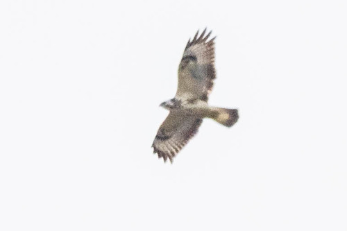 Common Buzzard