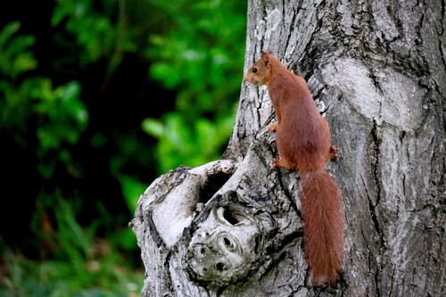 Eurasian Red Squirrel
