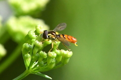 Sphaerophoria pyrrhina