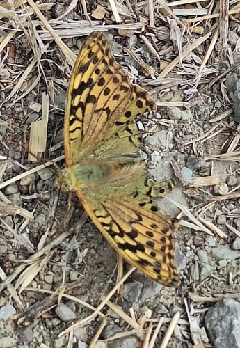 Cardinal Butterfly