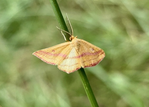 Chickweed Geometer Moth