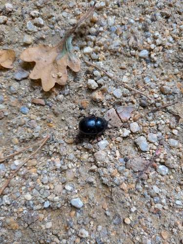 Woodland Dor Beetle