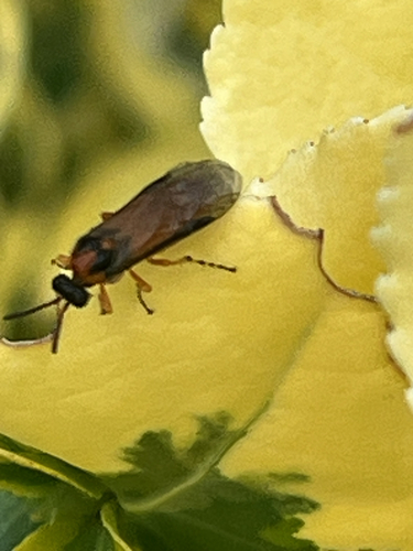 Turnip Sawfly