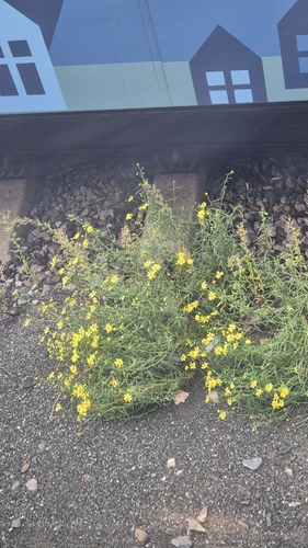 Narrow-leaved Ragwort