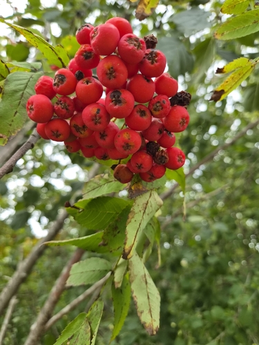 European mountain ash