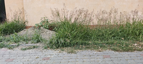 Johnson grass