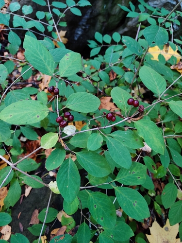 Fly Honeysuckle