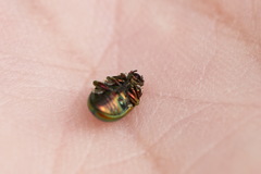 Chrysolina fastuosa
