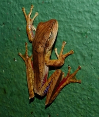 Boana bischoffi