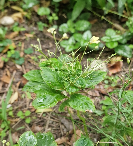 small balsam