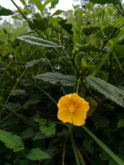 Pavonia sepium