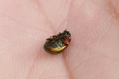 Chrysolina fastuosa