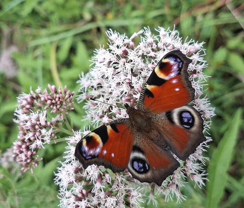 European Peacock Butterfly