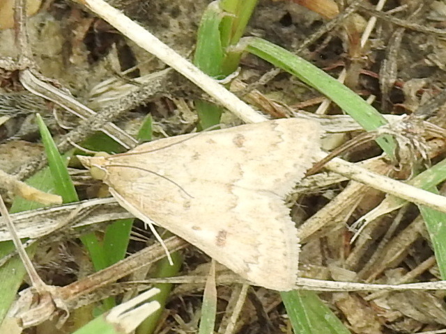 Garden Webworm Moth