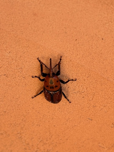 Red Palm Weevil