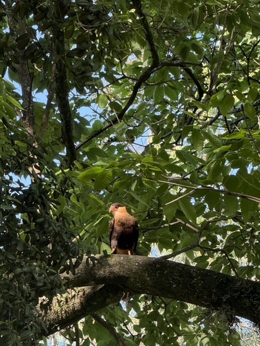 Crested Caracara