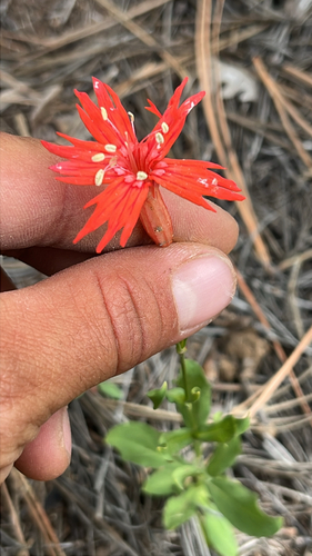 cardinal catchfly