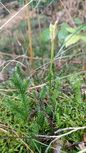 stag's-horn clubmoss