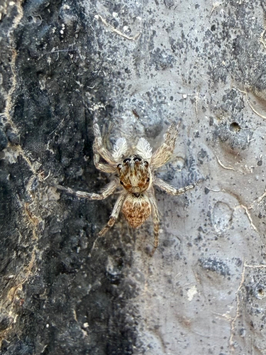 Half-edged Wall Jumping Spider
