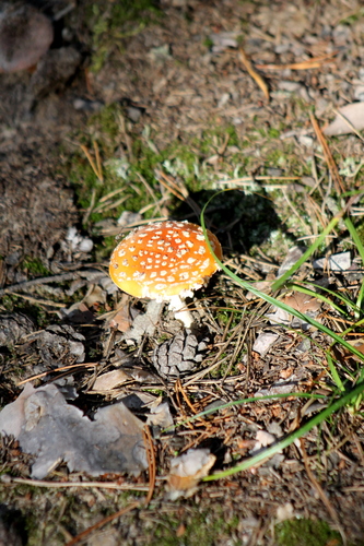 Fly Agaric