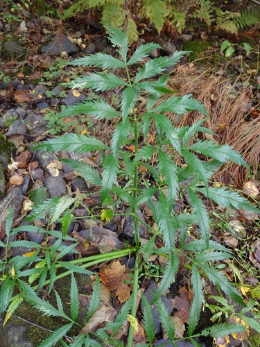 Cowbane