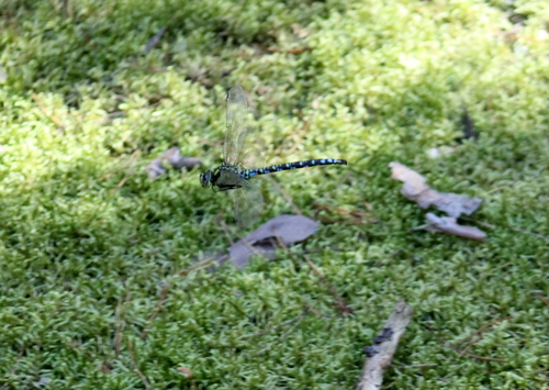 Southern Hawker