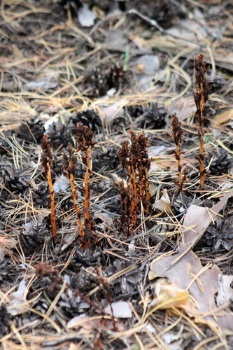 pinesap