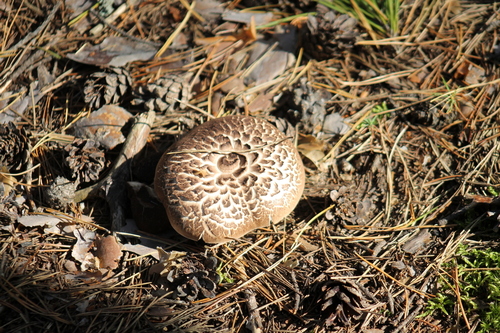 Scaly Tooth