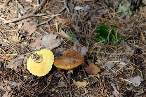 Dotted-stalked Suillus
