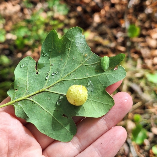 Cherry Gall Wasp