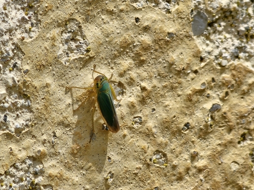 Green Leafhopper