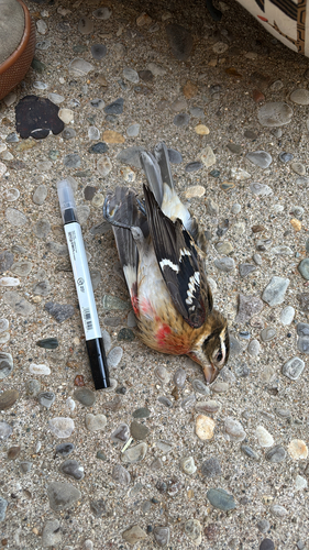 Rose-breasted Grosbeak