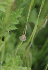 Evergestis frumentalis