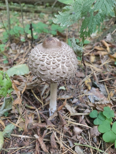 Olive Shaggy Parasol