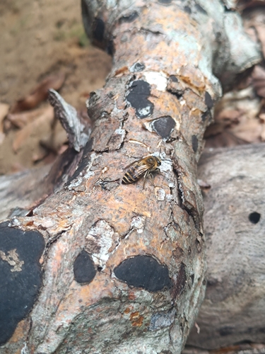 Ivy Cellophane Bee