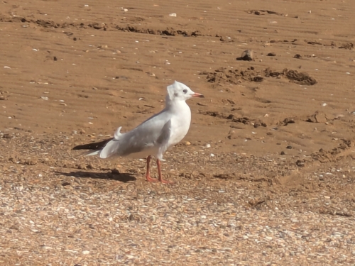 Black-headed Gull
