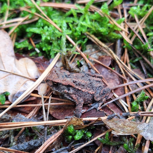 European Toad