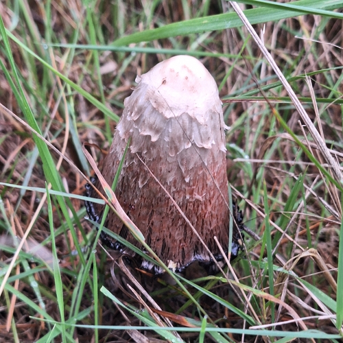 Shaggy Mane