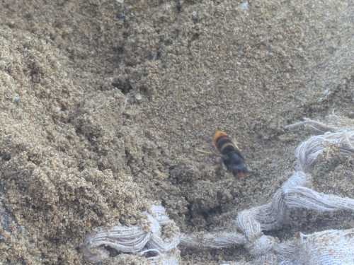 Vespa velutina nigrithorax